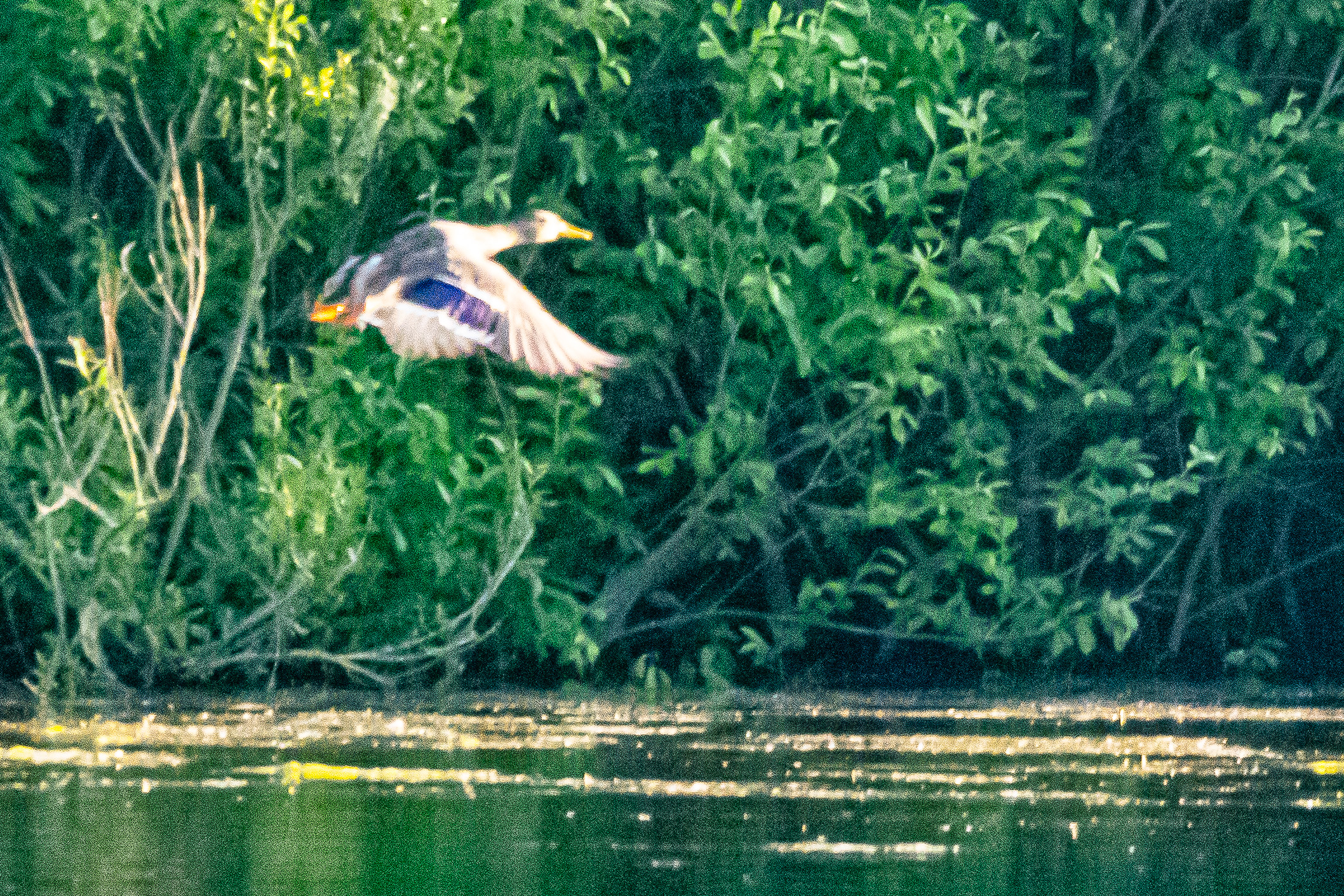 Cane colvert adulte (Mallard, Anas platyrhynchos) exposant son miroir bleu lors l'envol, Mont_Bernanchon, Hauts de France.